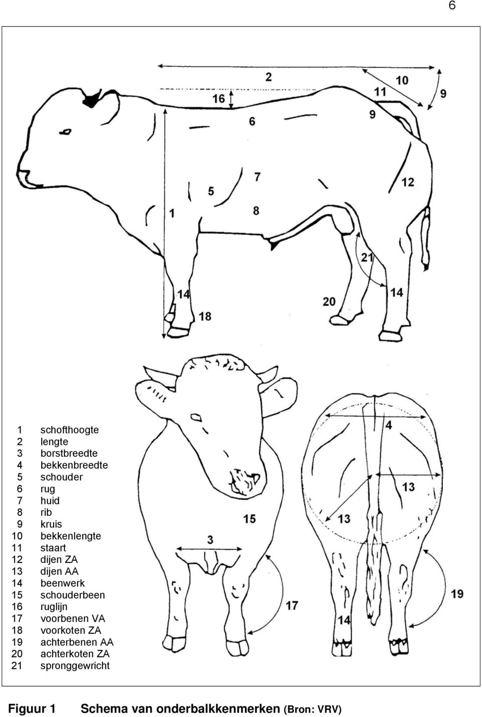 beenwerk 15 schouderbeen 16 ruglijn 17 voorbenen VA 18 voorkoten ZA 19