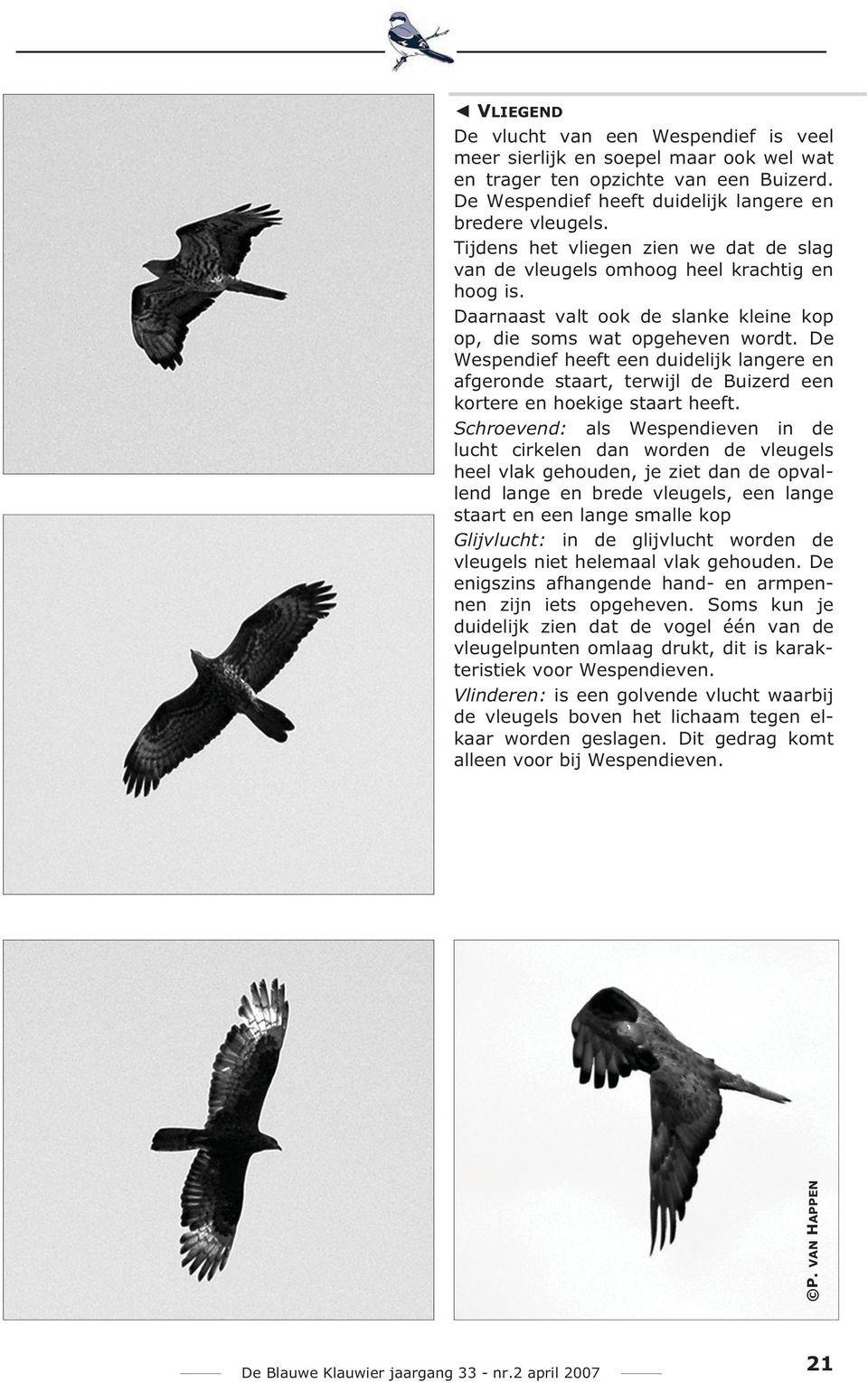 De Wespendief heeft een duidelijk langere en afgeronde staart, terwijl de Buizerd een kortere en hoekige staart heeft.