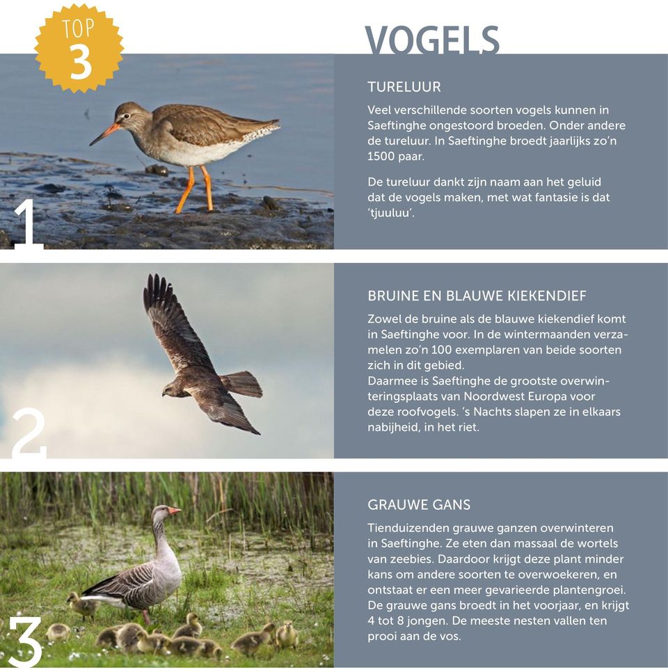 In de wintermaanden verzamelen zo n 100 exemplaren van beide soorten zich in dit gebied. Daarmee is Saeftinghe de grootste overwinteringsplaats van Noordwest Europa voor deze roofvogels.