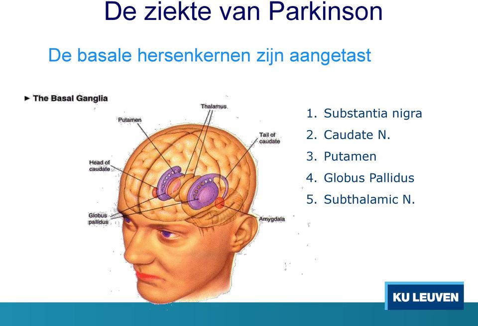 Substantia nigra 2. Caudate N. 3.