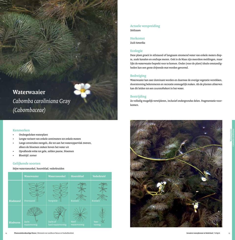 Waterwaaier Cabomba caroliniana Gray (Cabombaceae) Waterwaaier kan zeer dominant worden en daarmee de overige vegetatie verstikken, doorstroming belemmeren en recreatie onmogelijk maken.