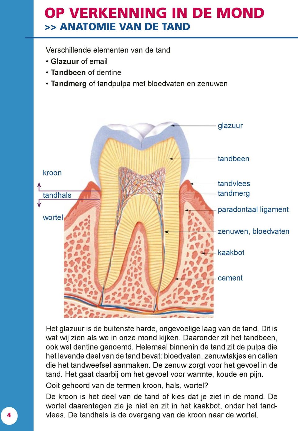 Dit is wat wij zien als we in onze mond kijken. Daaronder zit het tandbeen, ook wel dentine genoemd.