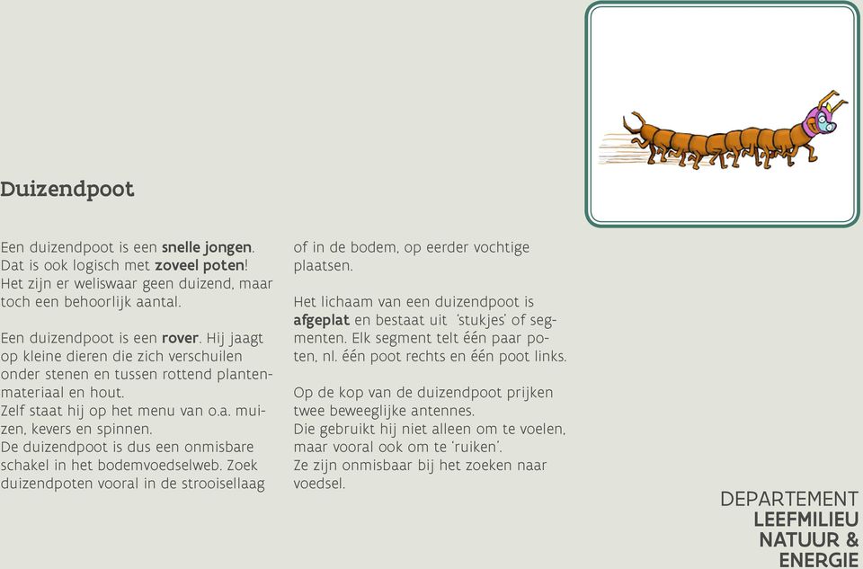 De duizendpoot is dus een onmisbare schakel in het bodemvoedselweb. Zoek duizendpoten vooral in de strooisellaag of in de bodem, op eerder vochtige plaatsen.