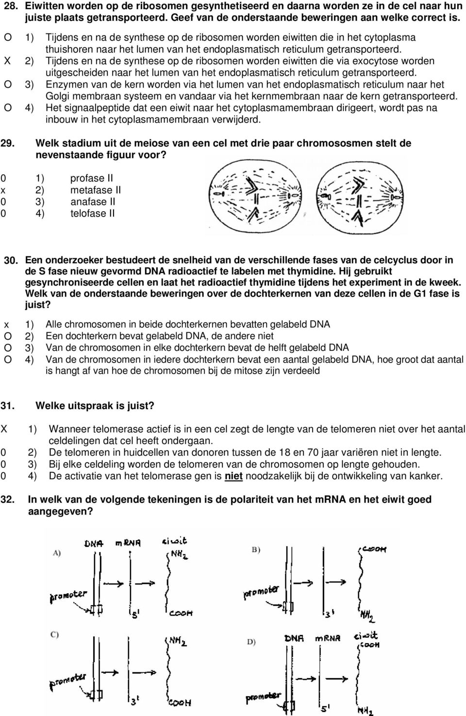 X 2) Tijdens en na de synthese op de ribosomen worden eiwitten die via exocytose worden uitgescheiden naar het lumen van het endoplasmatisch reticulum getransporteerd.