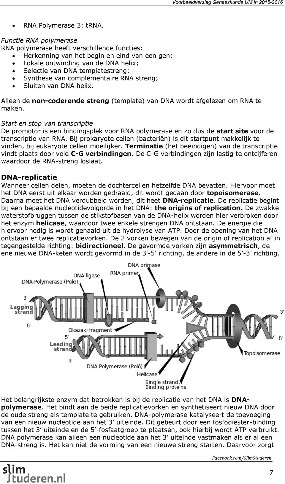 complementaire RNA streng; Sluiten van DNA helix. Alleen de non-coderende streng (template) van DNA wordt afgelezen om RNA te maken.