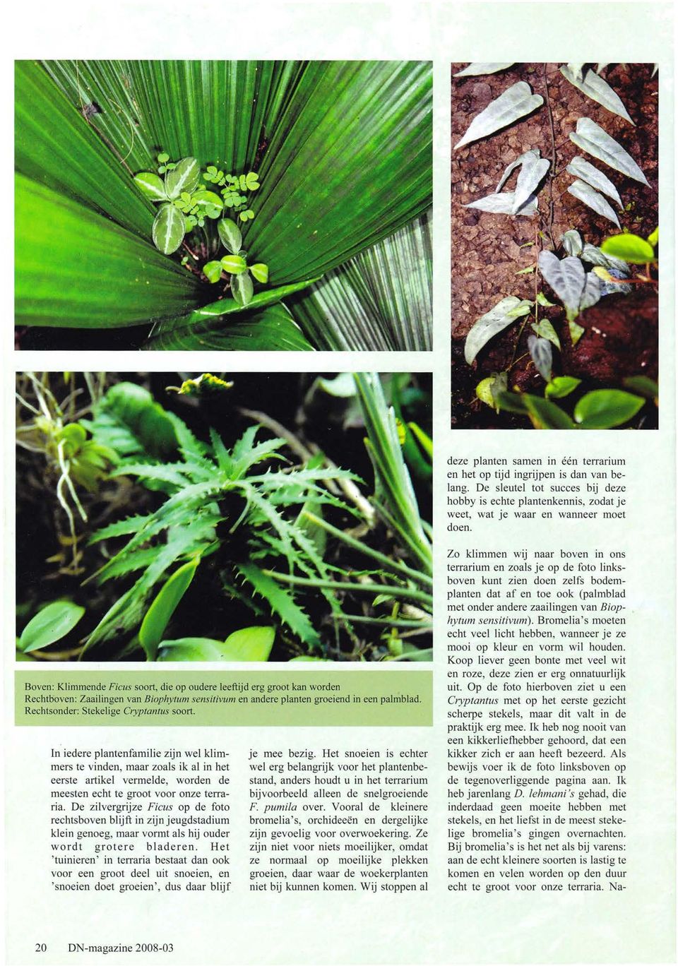 Rechtsonder: Stekelige Cryptantus soort. In iedere plantenfamilie zijn wel klimmers te vinden, maar zoals ik al in het eerste artikel vermelde, worden de meesten echt te groot voor onze terraria.