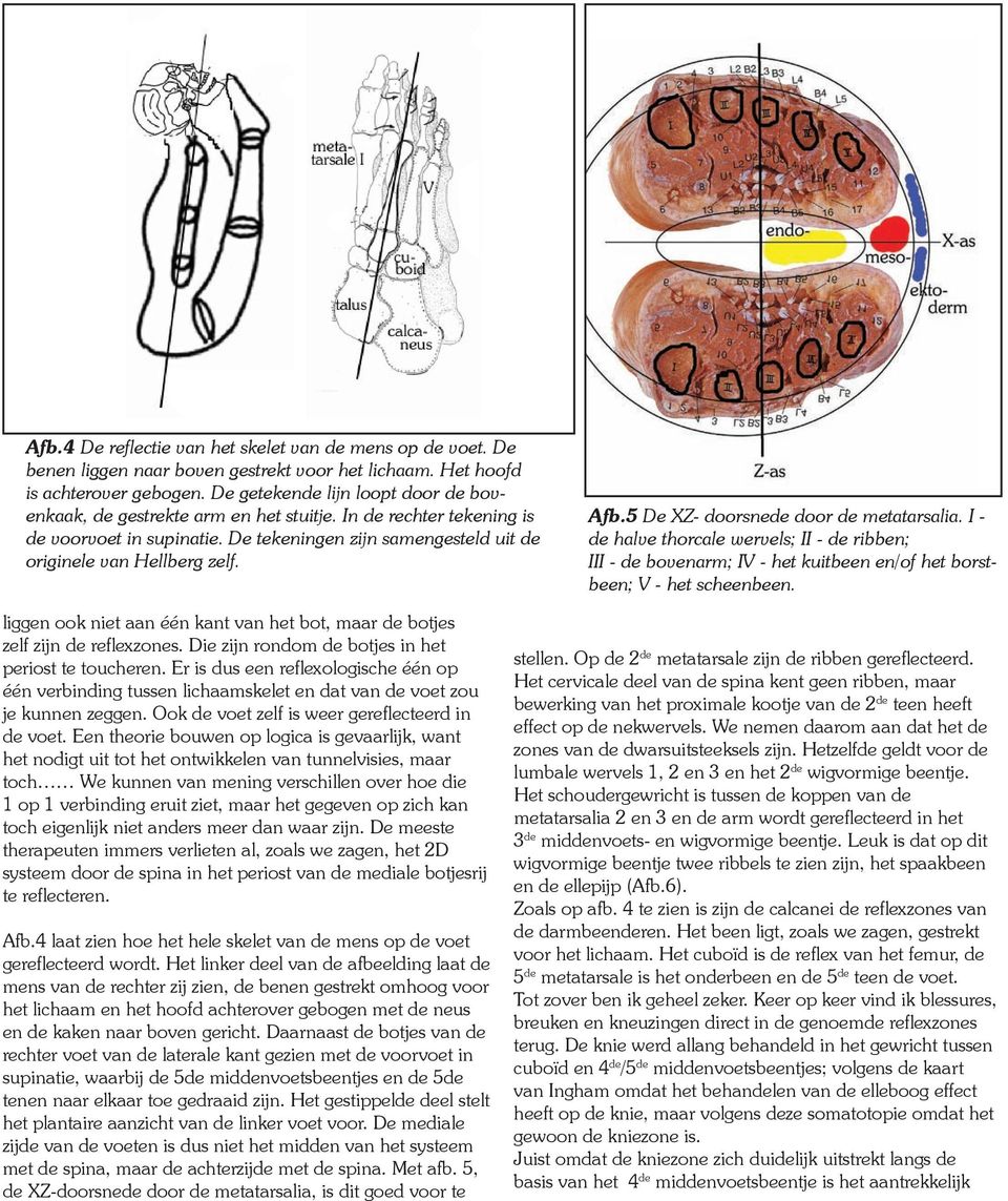 5 De XZ- doorsnede door de metatarsalia. I - de halve thorcale wervels; II - de ribben; III - de bovenarm; IV - het kuitbeen en/of het borstbeen; V - het scheenbeen.
