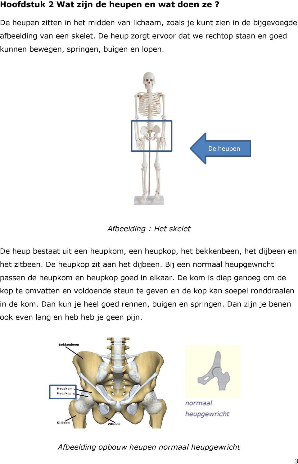 De heupen Afbeelding : Het skelet De heup bestaat uit een heupkom, een heupkop, het bekkenbeen, het dijbeen en het zitbeen. De heupkop zit aan het dijbeen.
