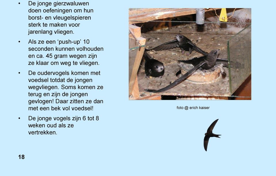 De oudervogels komen met voedsel totdat de jongen wegvliegen. Soms komen ze terug en zijn de jongen gevlogen!