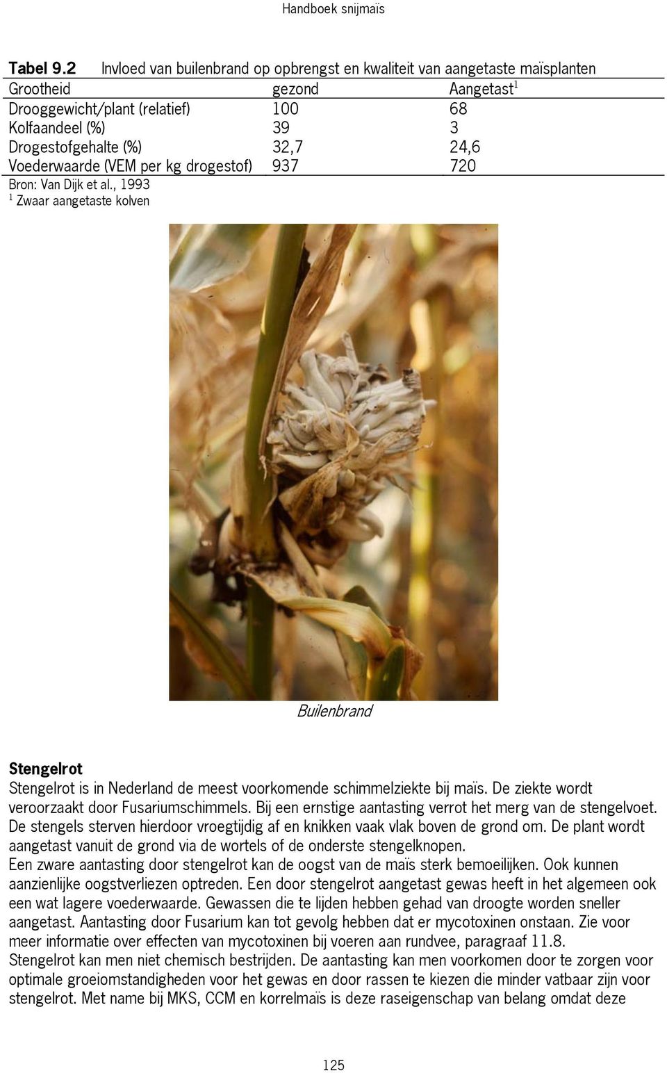 Voederwaarde (VEM per kg drogestof) 937 720 Bron: Van Dijk et al., 1993 1 Zwaar aangetaste kolven Builenbrand Stengelrot Stengelrot is in Nederland de meest voorkomende schimmelziekte bij maïs.