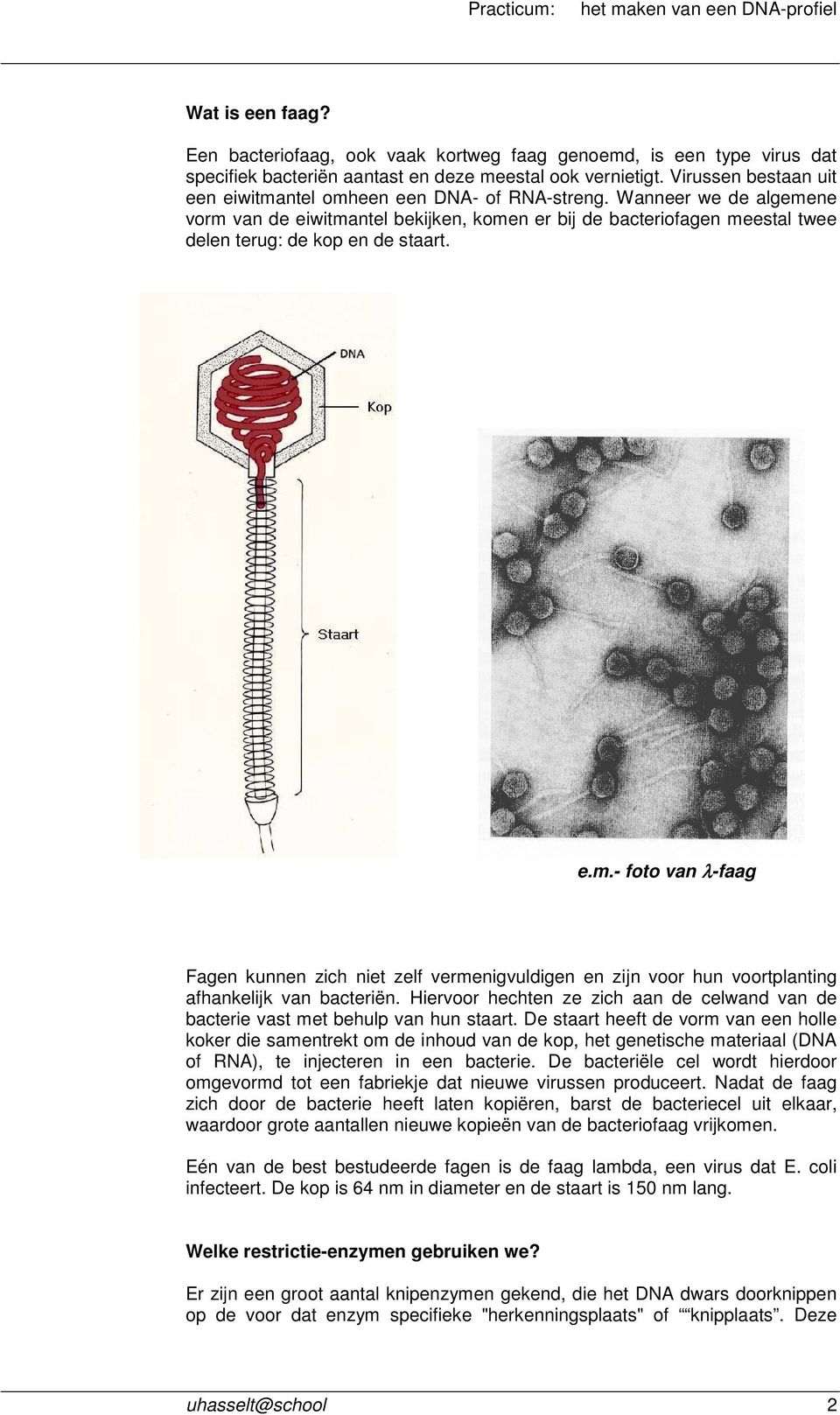 Wanneer we de algemene vorm van de eiwitmantel bekijken, komen er bij de bacteriofagen meestal twee delen terug: de kop en de staart. e.m.- foto van λ-faag Fagen kunnen zich niet zelf vermenigvuldigen en zijn voor hun voortplanting afhankelijk van bacteriën.