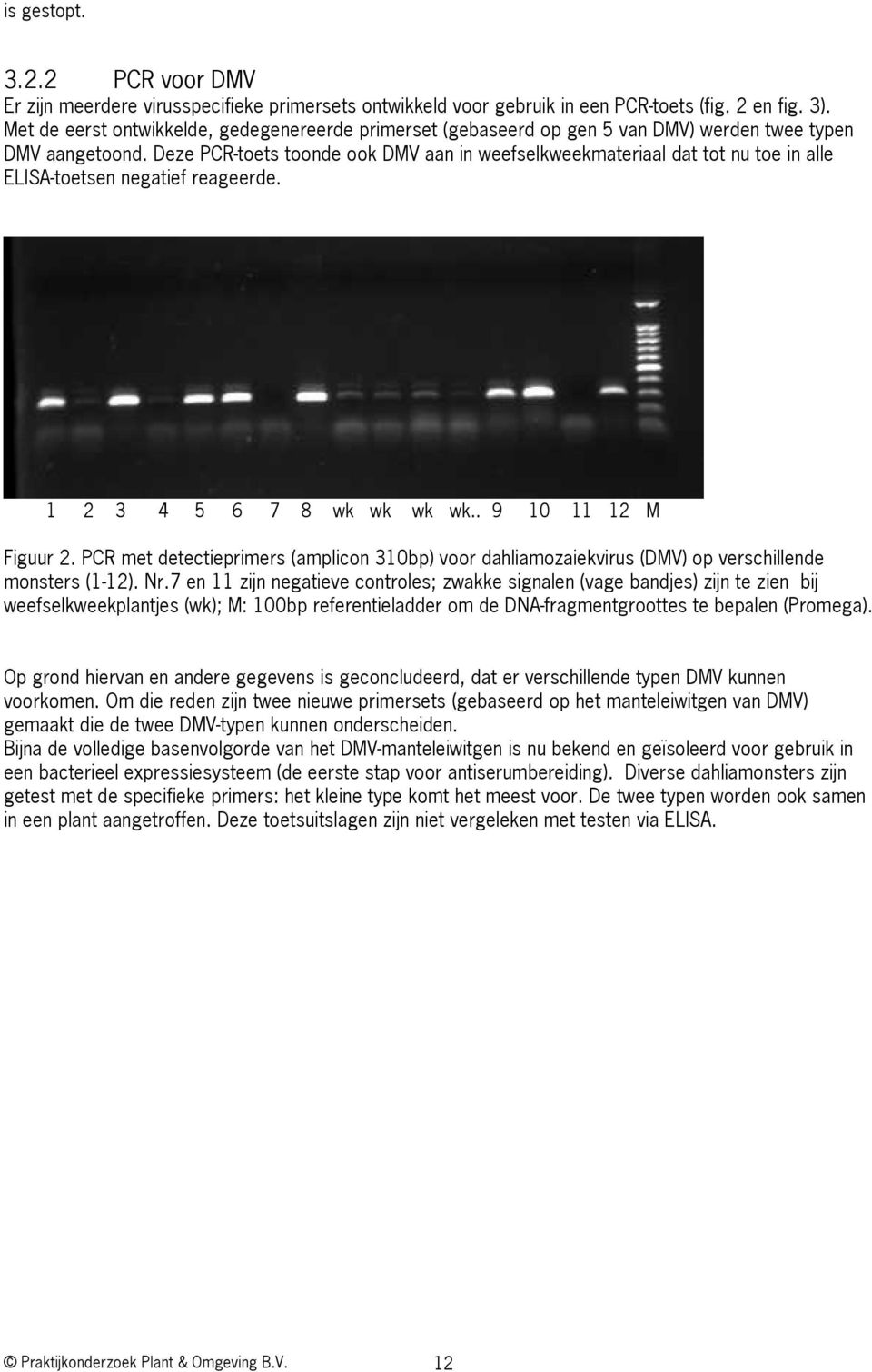 Deze PCR-toets toonde ook DMV aan in weefselkweekmateriaal dat tot nu toe in alle ELISA-toetsen negatief reageerde. 1 2 3 4 5 6 7 8 wk wk wk wk.. 9 10 11 12 M Figuur 2.