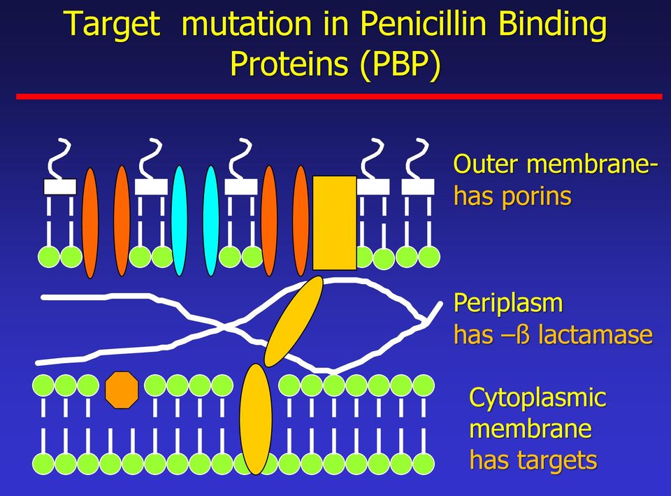 membranehas porins Periplasm has