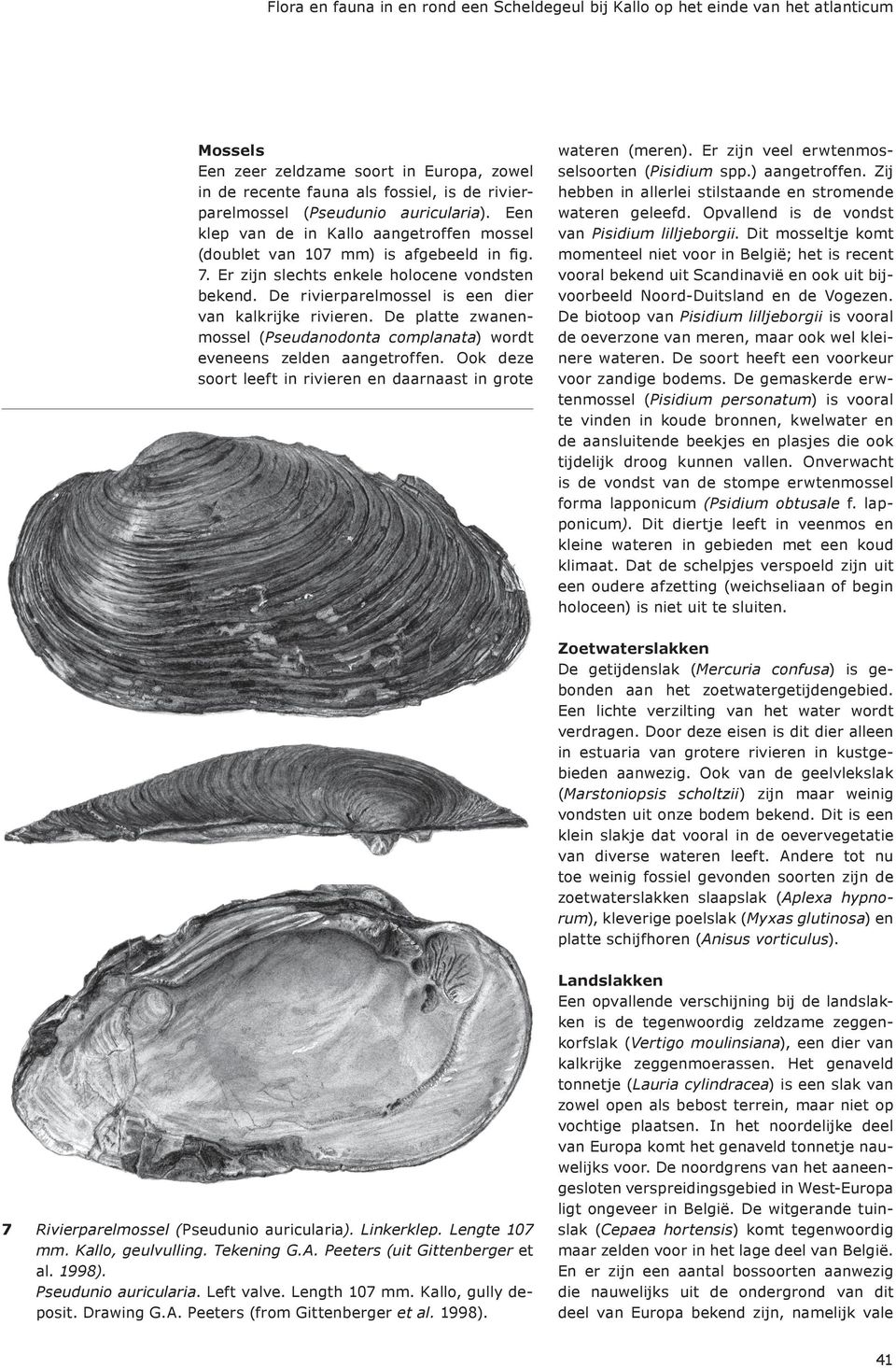 De rivierparelmossel is een dier van kalkrijke rivieren. De platte zwanenmossel (Pseudanodonta complanata) wordt eveneens zelden aangetroffen.