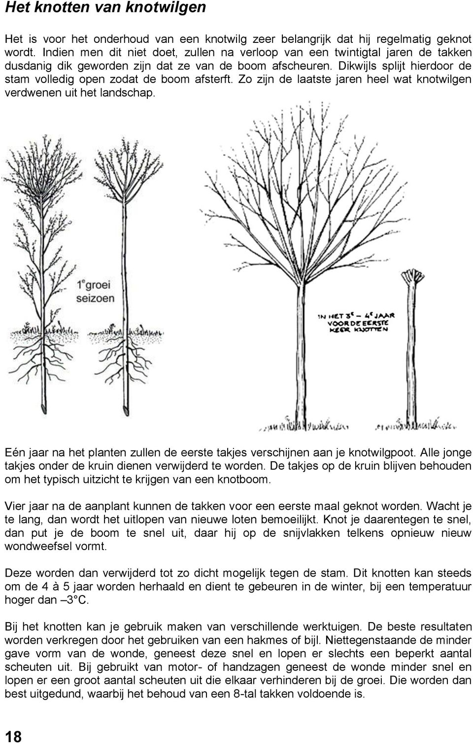 Dikwijls splijt hierdoor de stam volledig open zodat de boom afsterft. Zo zijn de laatste jaren heel wat knotwilgen verdwenen uit het landschap.