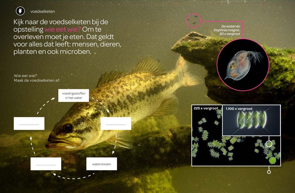 Dat geldt voor alles dat leeft: mensen, dieren, planten en ook microben.