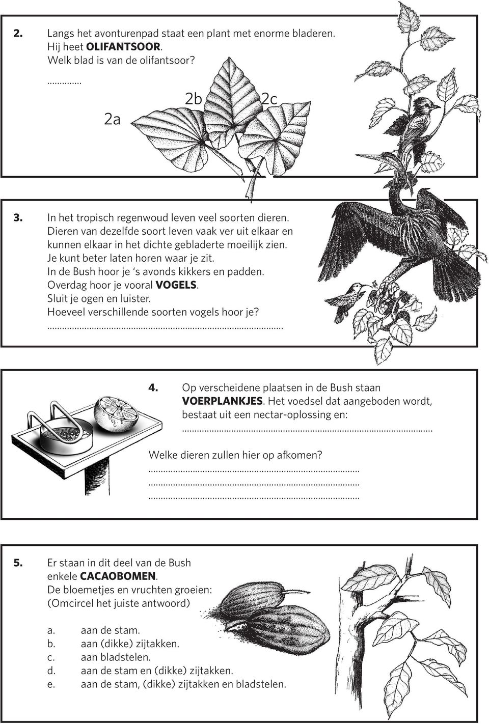 Overdag hoor je vooral VOGELS. Sluit je ogen en luister. Hoeveel verschillende soorten vogels hoor je? 4. Op verscheidene plaatsen in de Bush staan VOERPLANKJES.