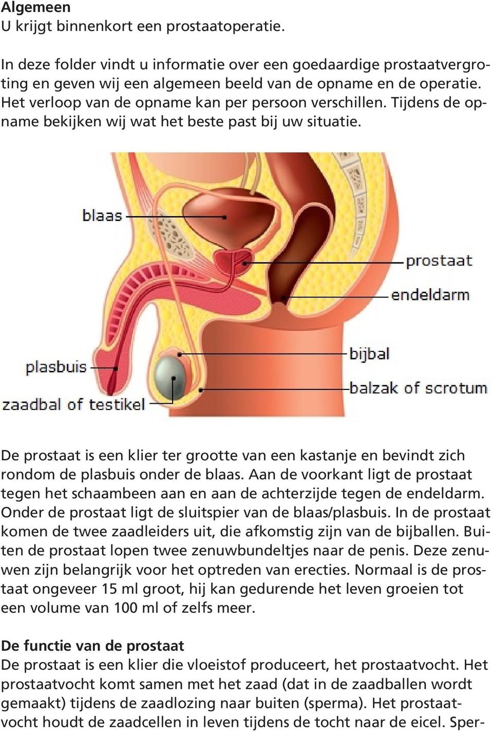 De prostaat is een klier ter grootte van een kastanje en bevindt zich rondom de plasbuis onder de blaas.