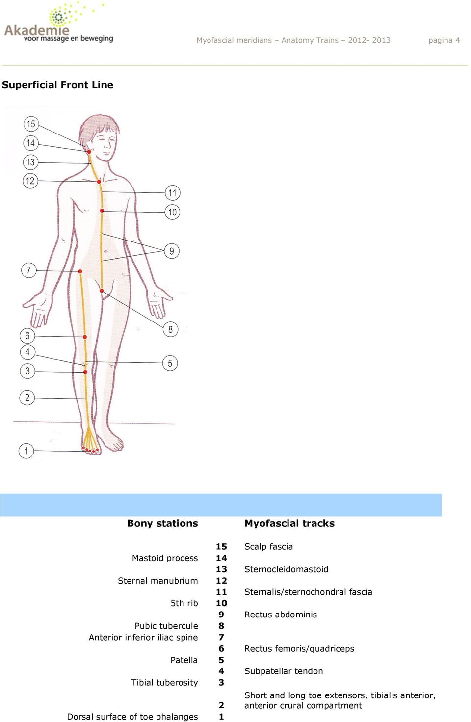 Pubic tubercule 8 Anterior inferior iliac spine 7 6 Rectus femoris/quadriceps Patella 5 4 Subpatellar tendon Tibial