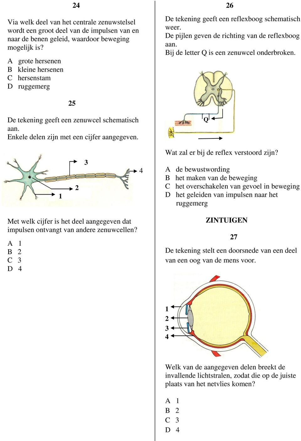 Bij de letter Q is een zenuwcel onderbroken. 5 De tekening geeft een zenuwcel schematisch aan. Enkele delen zijn met een cijfer aangegeven. Q Wat zal er bij de reflex verstoord zijn?