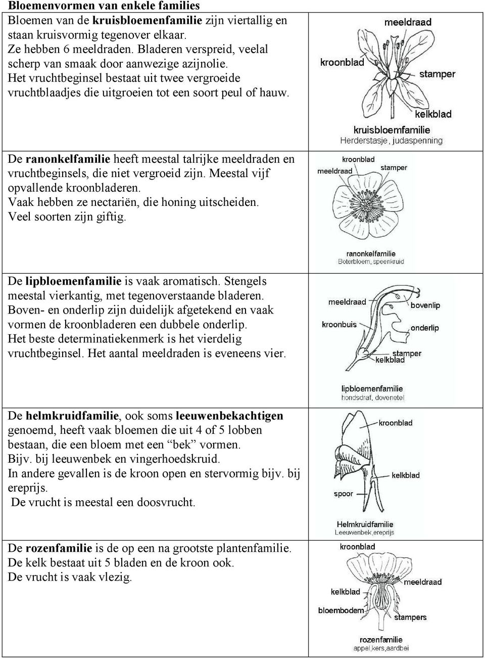 De ranonkelfamilie heeft meestal talrijke meeldraden en vruchtbeginsels, die niet vergroeid zijn. Meestal vijf opvallende kroonbladeren. Vaak hebben ze nectariën, die honing uitscheiden.