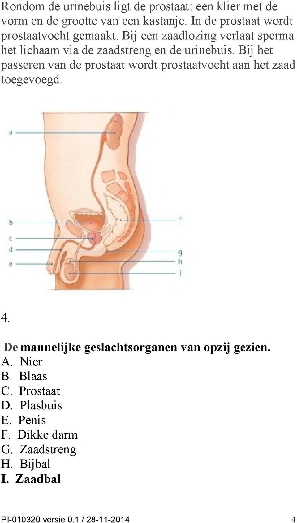 Bij een zaadlozing verlaat sperma het lichaam via de zaadstreng en de urinebuis.