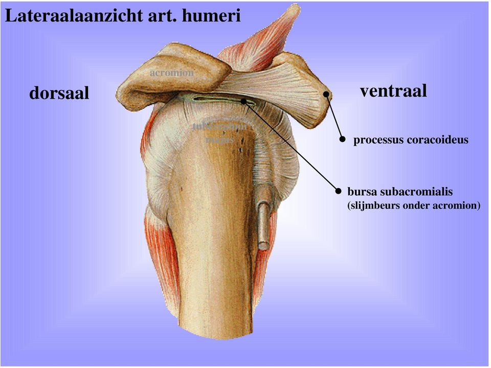 majus ventraal processus