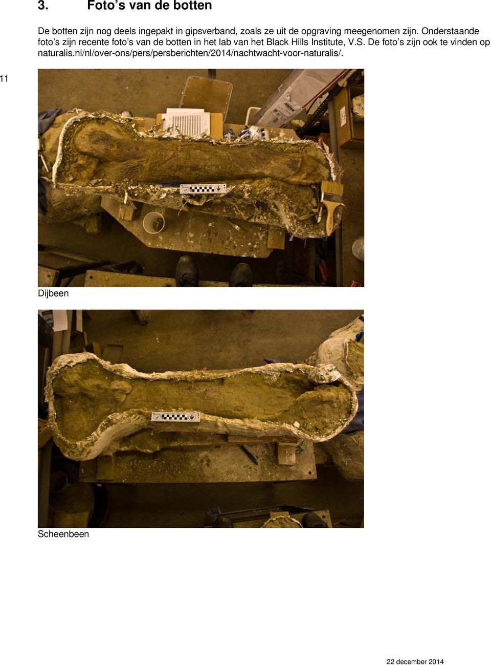 Onderstaande foto s zijn recente foto s van de botten in het lab van het Black Hills