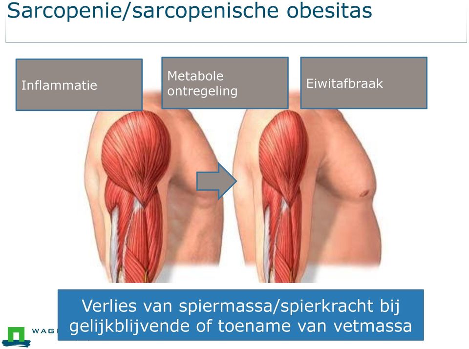 Eiwitafbraak Verlies van