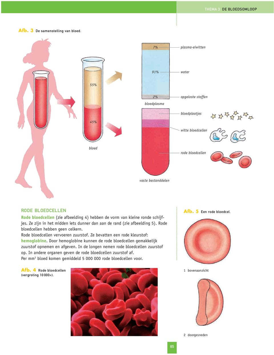 hebben de vorm van kleine ronde schijfjes. Ze zijn in het midden iets dunner dan aan de rand (zie afbeelding 5). Rode bloedcellen hebben geen celkern. Rode bloedcellen vervoeren zuurstof.