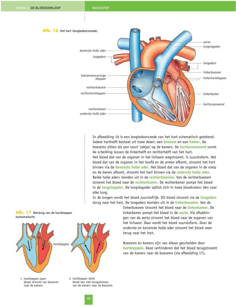 harttussenwand Afb. 17 Werking van de hartkleppen (schematisch). hartkleppen In afbeelding 16 is een lengtedoorsnede van het hart schematisch getekend.