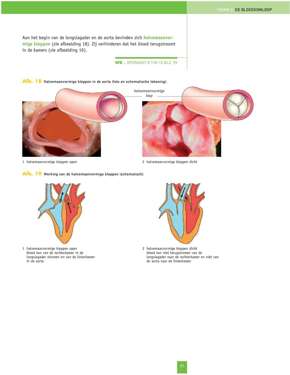 18 Halvemaanvormige kleppen in de aorta (foto en schematische tekening). halvemaanvormige klep 1 halvemaanvormige kleppen open 2 halvemaanvormige kleppen dicht Afb.