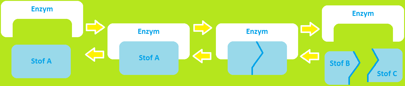 Les 1: - Enzymen is het omzetten van stoffen. Een voorbeeld daarvan is het verbranden van aardgas. Aardgas (ook wel 'methaan') wordt dan, samen met zuurstof, omgezet in koolstofdioxide en water.