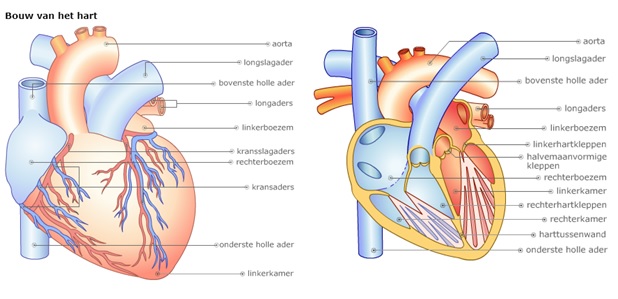 Afb. 1.1 Afb. 1.2 In afbeelding 2 is een lengtedoorsnede van het hart schematisch getekend. Iedere harthelft bestaat uit twee delen: een boezem en een kamer.