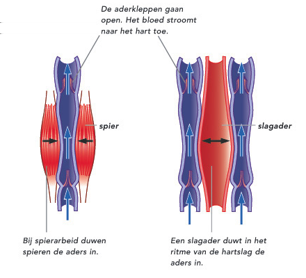 Veel aders bevatten kleppen, vooral de aders in armen en benen. De aderkleppen laten het bloed slechts in een richting door. Hierdoor helpen de kleppen mee het bloed terug te voeren naar het hart.