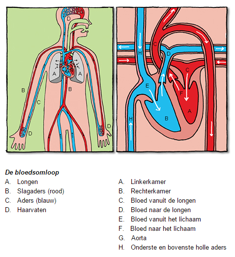? Begrippen Kleine bloedsomloop bloedsomloop van het hart richting de longen en terug naar het hart Grote bloedsomloop