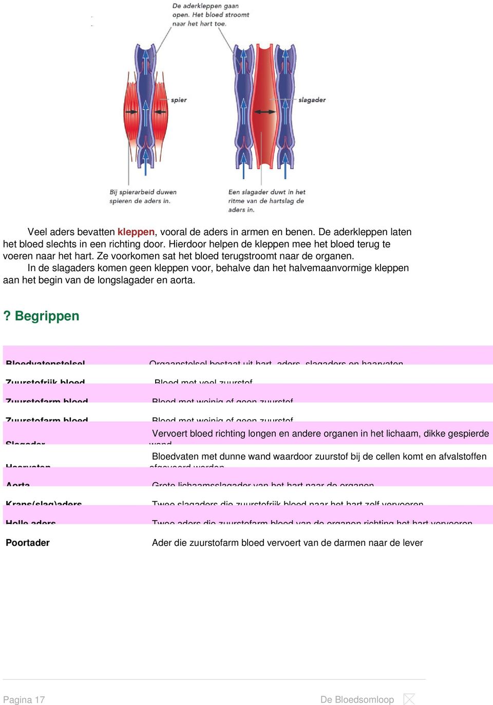 ? Begrippen Bloedvatenstelsel Orgaanstelsel bestaat uit hart, aders, slagaders en haarvaten Zuurstofrijk bloed Bloed met veel zuurstof Zuurstofarm bloed Bloed met weinig of geen zuurstof Zuurstofarm