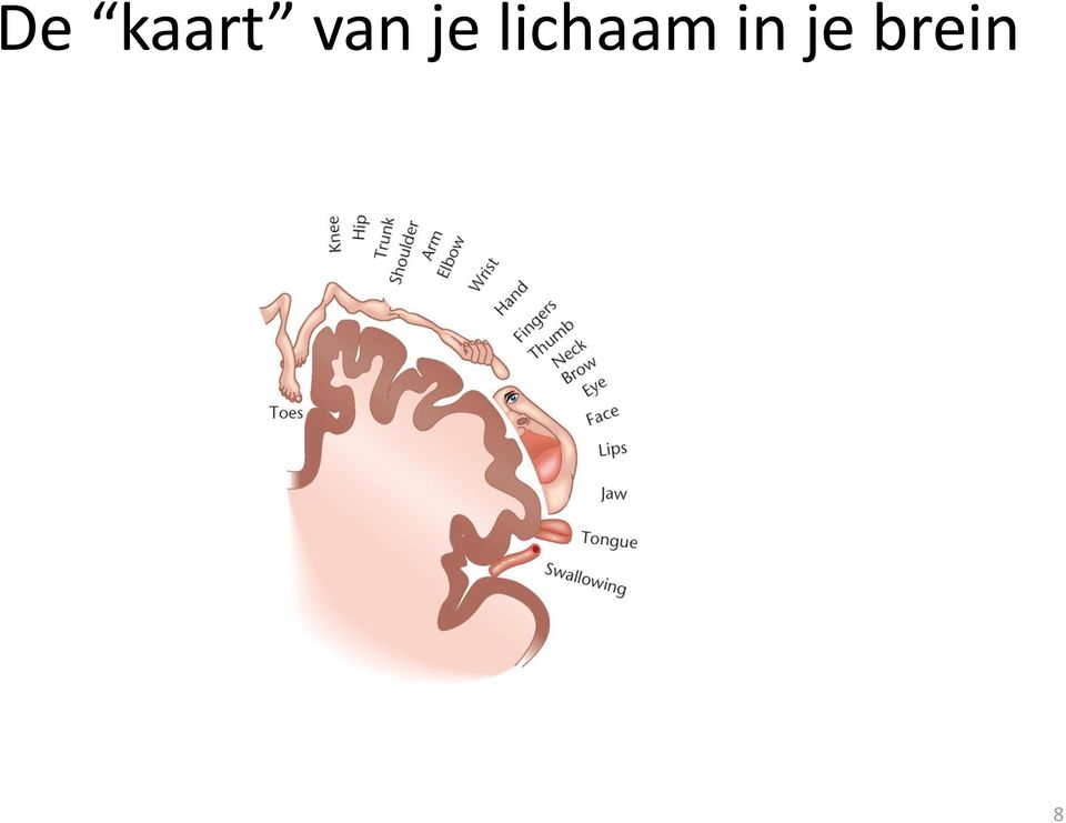 lichaam