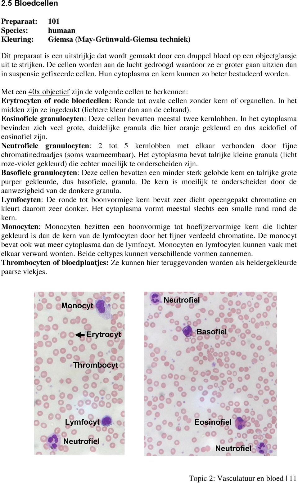 Met een 40x objectief zijn de volgende cellen te herkennen: Erytrocyten of rode bloedcellen: Ronde tot ovale cellen zonder kern of organellen.