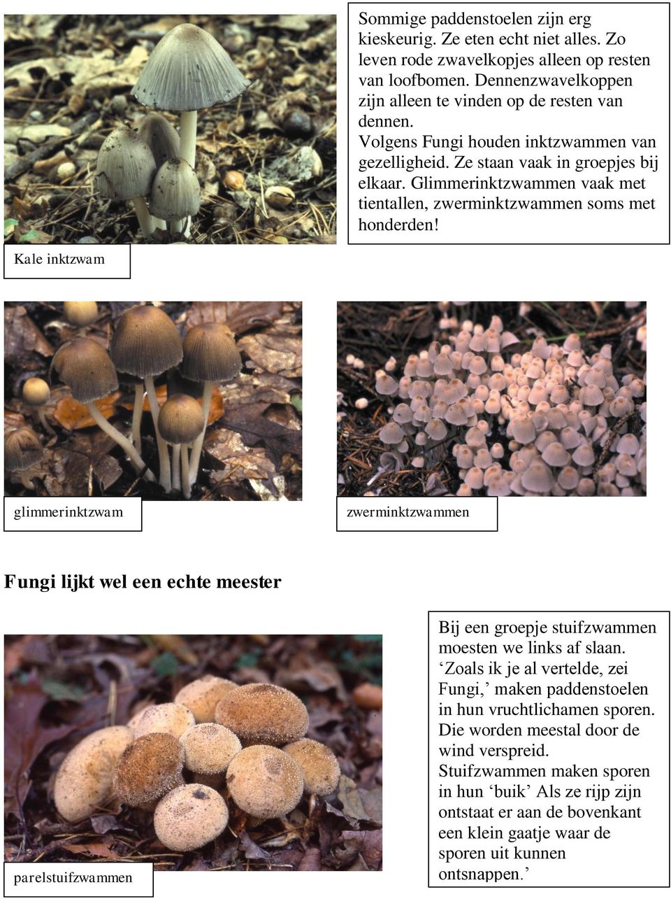 Kale inktzwam glimmerinktzwam zwerminktzwammen Fungi lijkt wel een echte meester parelstuifzwammen Bij een groepje stuifzwammen moesten we links af slaan.