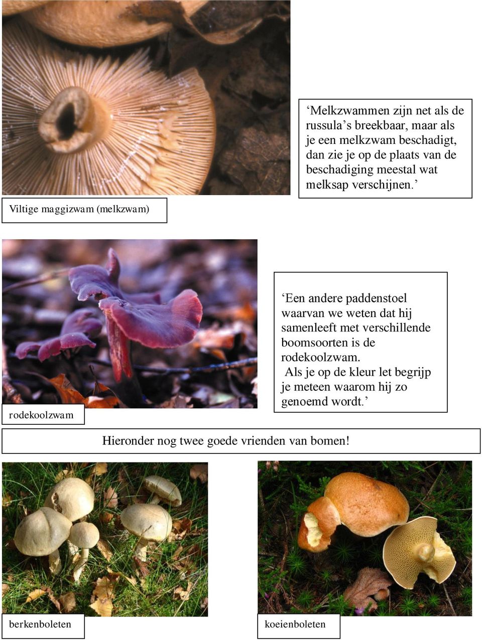 Viltige maggizwam (melkzwam) rodekoolzwam Een andere paddenstoel waarvan we weten dat hij samenleeft met