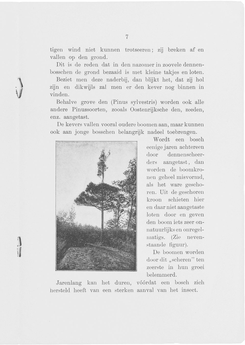 Behalve grove den (Pinus sylvestris) worden ook alle andere Pinussoorten, zooals Oostenrijksche den, zeeden, enz. aangetast.