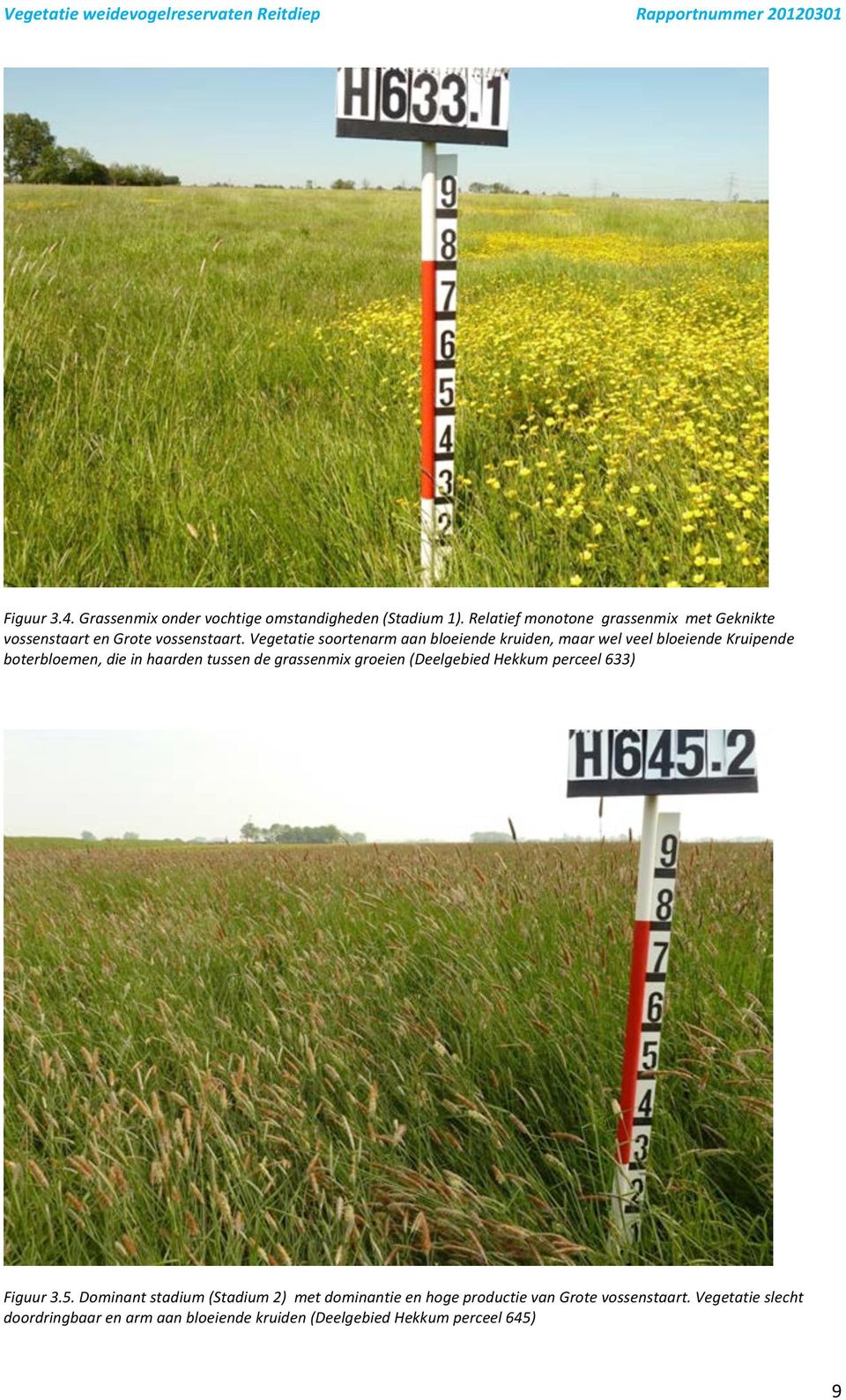 Vegetatie soortenarm aan bloeiende ruiden, maar wel veel bloeiende Kruipende boterbloemen, die in haarden tussen de grassenmix groeien