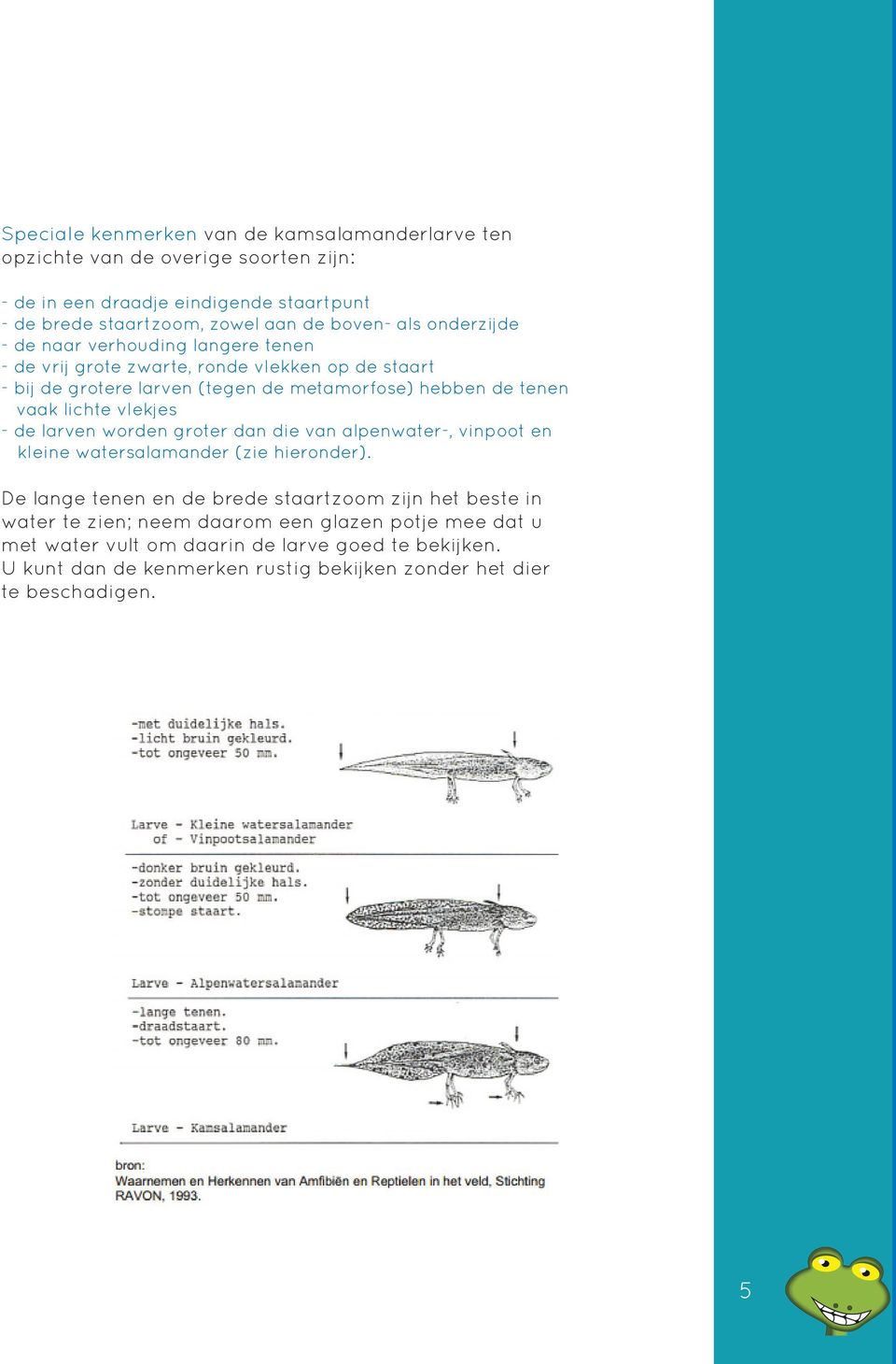 lichte vlekjes - de larven worden groter dan die van alpenwater-, vinpoot en kleine watersalamander (zie hieronder).