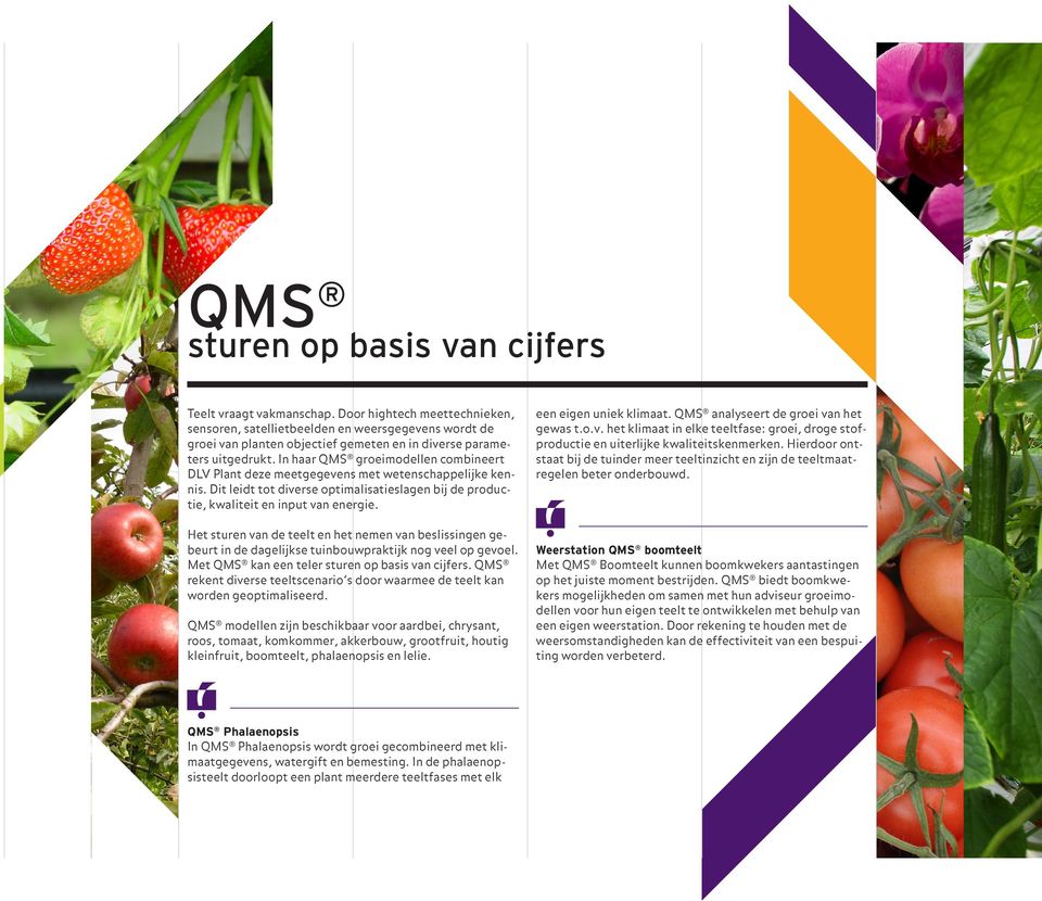 In haar QMS groeimodellen combineert DLV Plant deze meetgegevens met wetenschappelijke kennis. Dit leidt tot diverse optimalisatieslagen bij de productie, kwaliteit en input van energie.