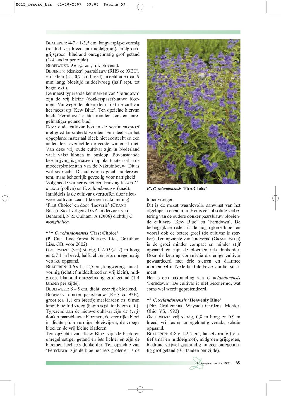 Vanwege de bloemkleur lijkt de cultivar het meest op Kew Blue. Ten opzichte hiervan heeft Ferndown echter minder sterk en onregelmatiger getand blad.