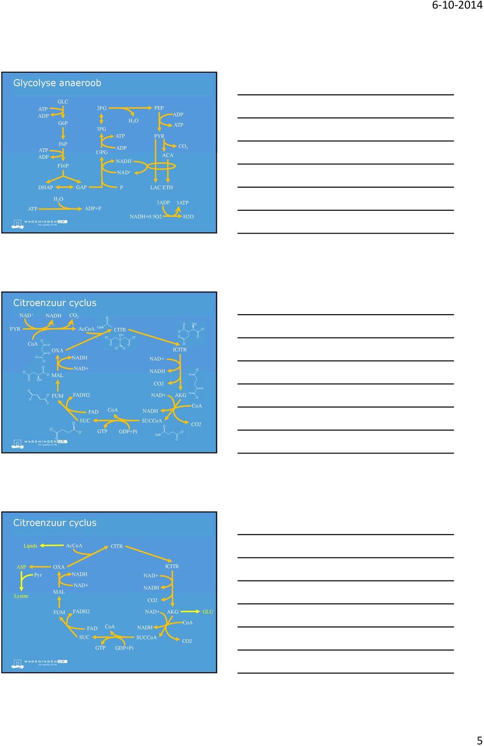 5O2 3 3 H2O Citroenzuur cyclus NAD + CO 2 PYR AcCoA CITR CoA OXA ICITR MAL FUM FADH2