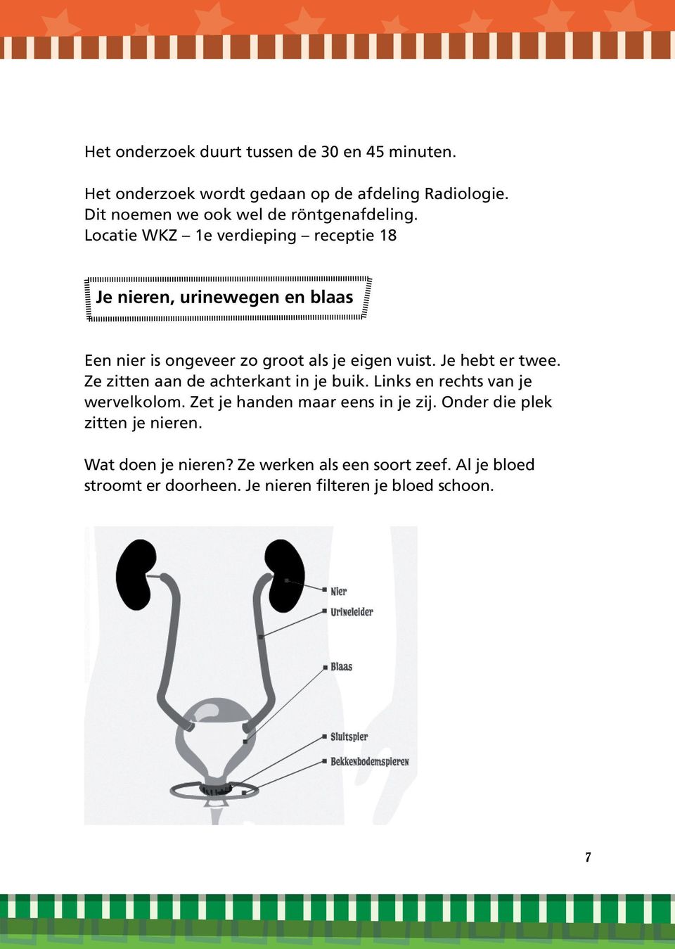 Locatie WKZ 1e verdieping receptie 18 Je nieren, urinewegen en blaas Een nier is ongeveer zo groot als je eigen vuist. Je hebt er twee.