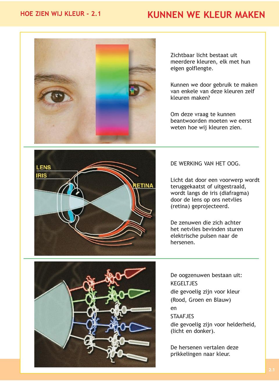 Licht dat door een voorwerp wordt teruggekaatst of uitgestraald, wordt langs de iris (diafragma) door de lens op ons netvlies (retina) geprojecteerd.