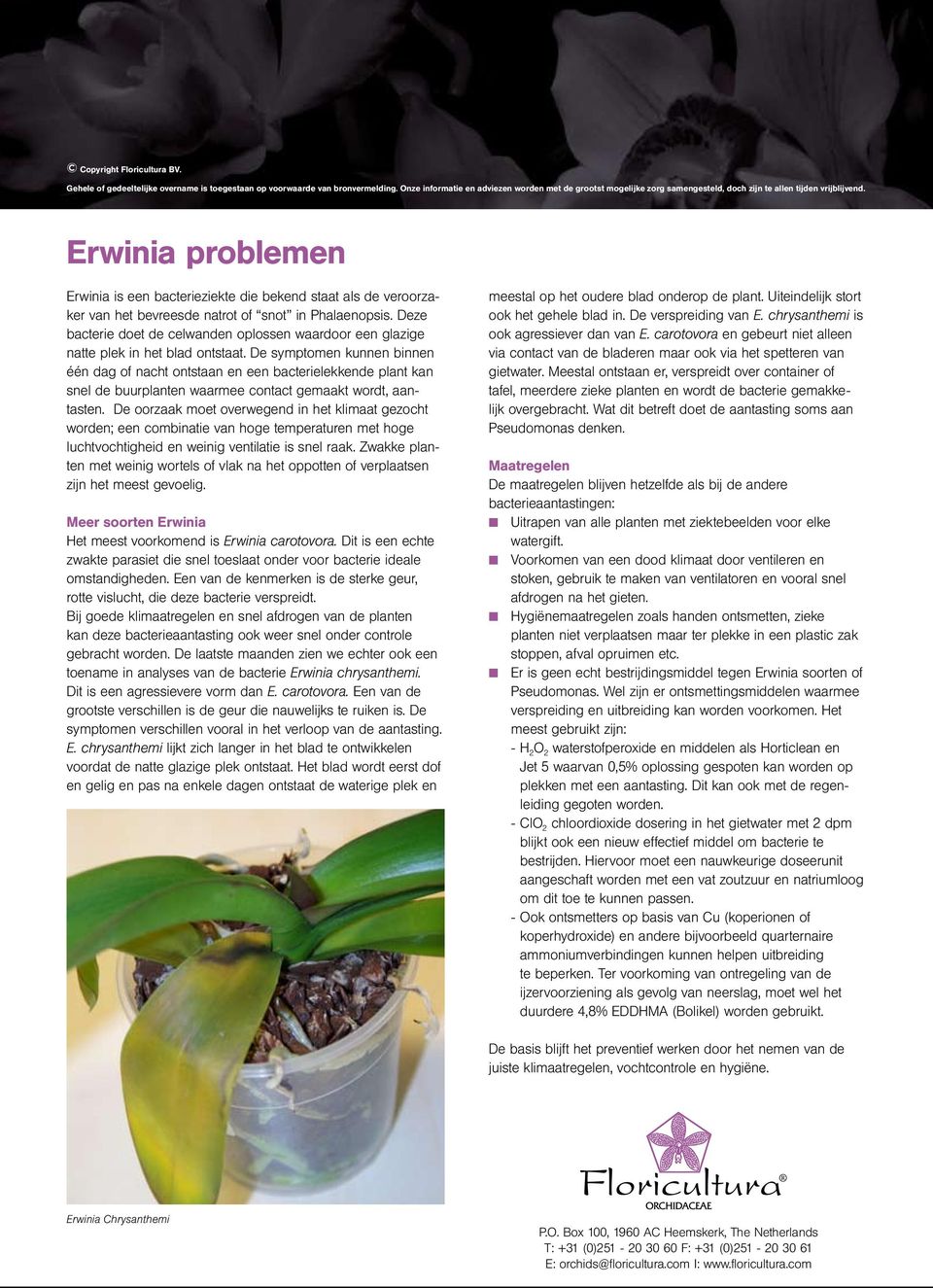 Erwinia problemen Erwinia is een bacterieziekte die bekend staat als de veroorzaker van het bevreesde natrot of snot in Phalaenopsis.